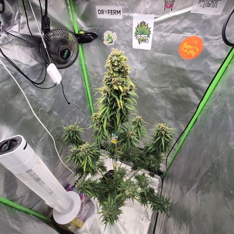 💚CHOCOLOPE 🍫 ☕️auto (56-63 BT) growlog timeline photo