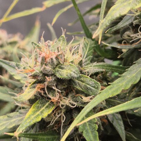 💚CHOCOLOPE 🍫 ☕️auto (56-63 BT) growlog timeline photo