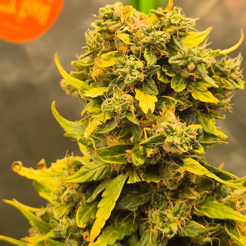 💚CHOCOLOPE 🍫 ☕️auto (56-63 BT) growlog timeline photo