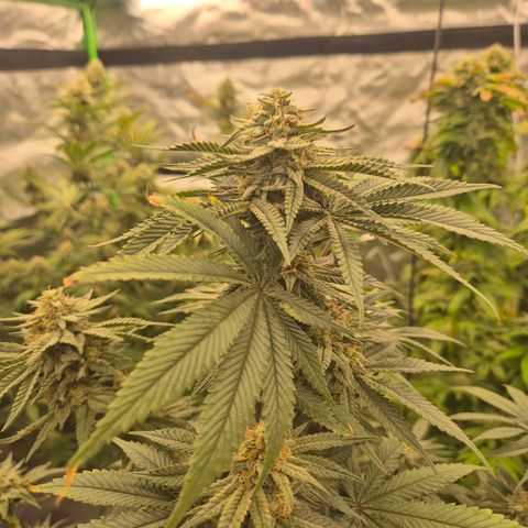 Mimosa evo stecki  🍊🍋🍍 (65-70bt) growlog timeline photo