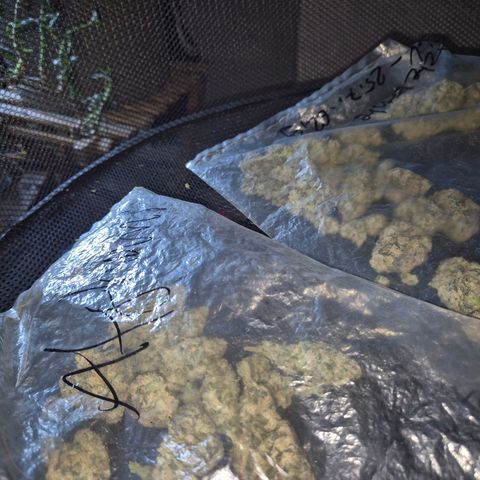 ICE 💚🧊 (63-70bt) growlog timeline photo