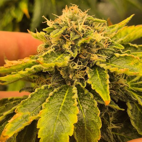 💚Bubba kush 🦝 (56-63 BT) growlog timeline photo