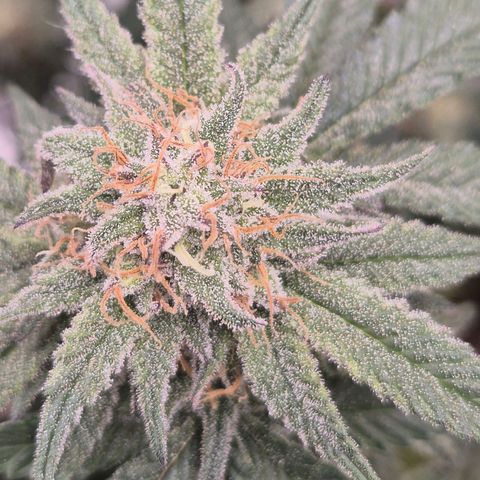 Mimosa evo stecki  🍊🍋🍍 (65-70bt) growlog timeline photo