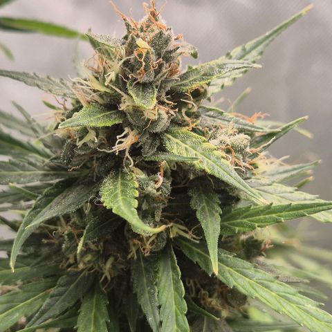 💚CHOCOLOPE 🍫 ☕️auto (56-63 BT) growlog timeline photo