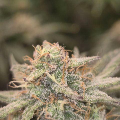 Tangerine dream 🌴 (60-65bt)  growlog timeline photo