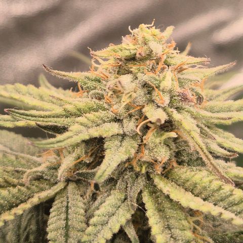 Mimosa evo stecki  🍊🍋🍍 (65-70bt) growlog timeline photo