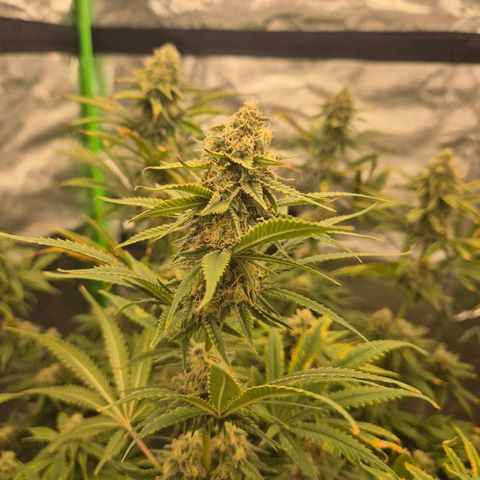 Tangerine dream 🌴 (60-65bt)  growlog timeline photo