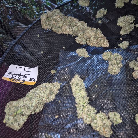 ICE 💚🧊 (63-70bt) growlog timeline photo