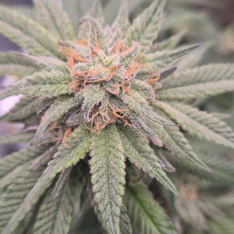 Mimosa evo stecki  🍊🍋🍍 (65-70bt) growlog timeline photo