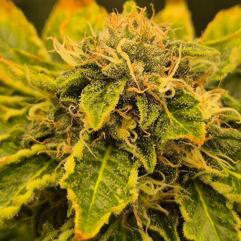 💚Bubba kush 🦝 (56-63 BT) growlog timeline photo