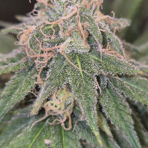Tangerine dream 🌴 (60-65bt)  growlog timeline photo