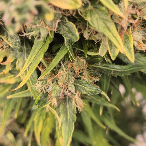 💚CHOCOLOPE 🍫 ☕️auto (56-63 BT) growlog timeline photo