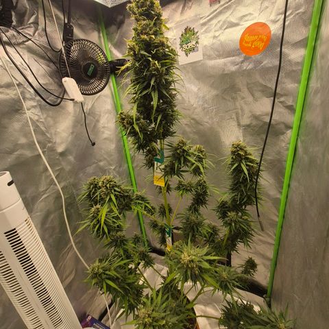 💚CHOCOLOPE 🍫 ☕️auto (56-63 BT) growlog timeline photo