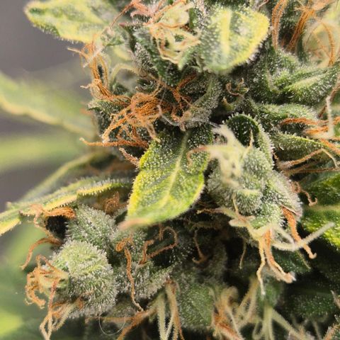 💚CHOCOLOPE 🍫 ☕️auto (56-63 BT) growlog timeline photo