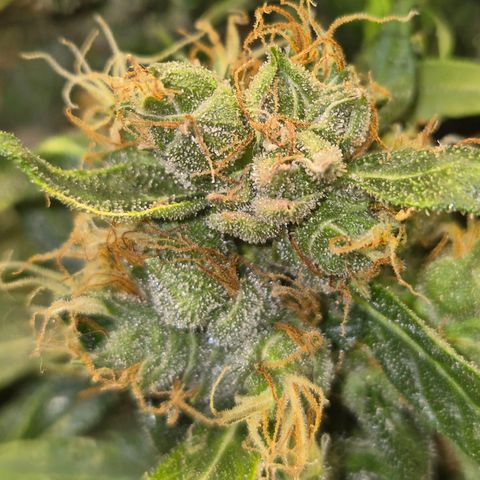 💚CHOCOLOPE 🍫 ☕️auto (56-63 BT) growlog timeline photo