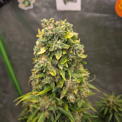 💚CHOCOLOPE 🍫 ☕️auto (56-63 BT) growlog timeline photo