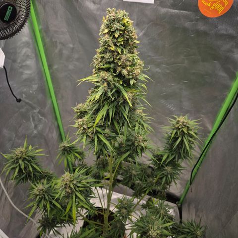 💚CHOCOLOPE 🍫 ☕️auto (56-63 BT) growlog timeline photo