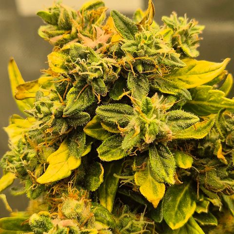 💚CHOCOLOPE 🍫 ☕️auto (56-63 BT) growlog timeline photo