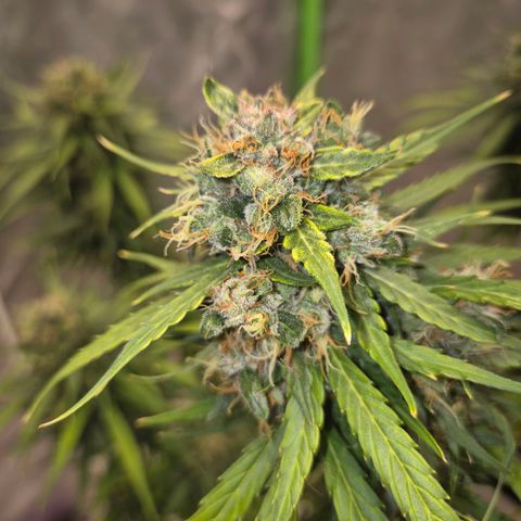 💚CHOCOLOPE 🍫 ☕️auto (56-63 BT) growlog timeline photo