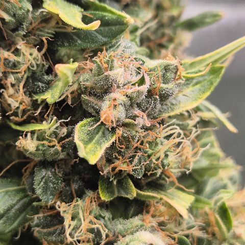 💚CHOCOLOPE 🍫 ☕️auto (56-63 BT) growlog timeline photo