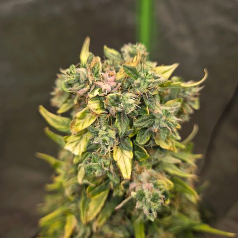 💚CHOCOLOPE 🍫 ☕️auto (56-63 BT) growlog timeline photo