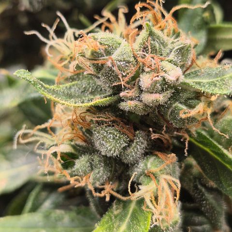 💚CHOCOLOPE 🍫 ☕️auto (56-63 BT) growlog timeline photo