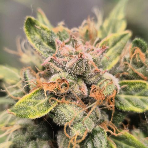 💚CHOCOLOPE 🍫 ☕️auto (56-63 BT) growlog timeline photo