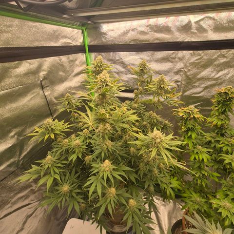 Tangerine dream 🌴 (60-65bt)  growlog timeline photo