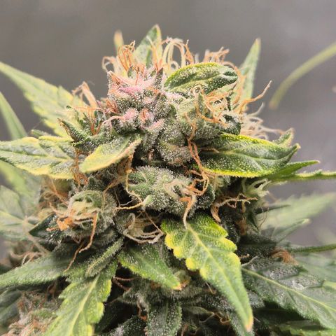 💚CHOCOLOPE 🍫 ☕️auto (56-63 BT) growlog timeline photo