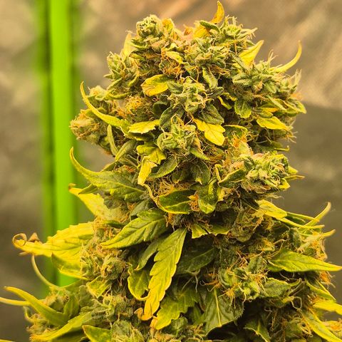 💚CHOCOLOPE 🍫 ☕️auto (56-63 BT) growlog timeline photo