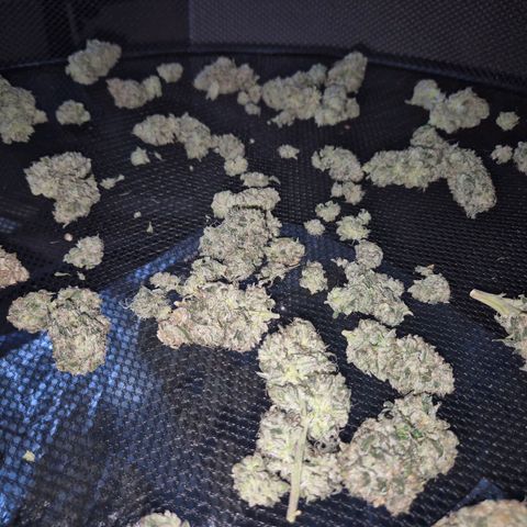 ICE 💚🧊 (63-70bt) growlog timeline photo