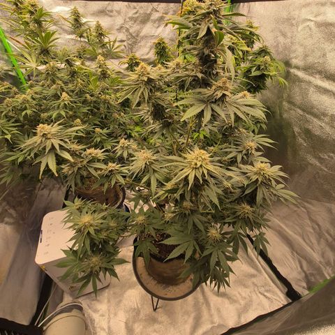 Mimosa evo stecki  🍊🍋🍍 (65-70bt) growlog timeline photo