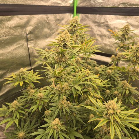 Tangerine dream 🌴 (60-65bt)  growlog timeline photo