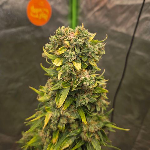 💚CHOCOLOPE 🍫 ☕️auto (56-63 BT) growlog timeline photo
