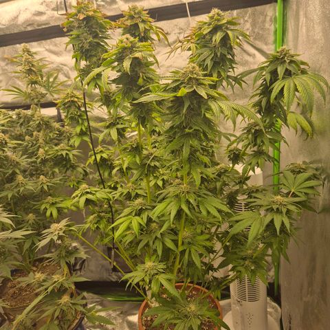 💚Bubba kush 🦝 (56-63 BT) growlog timeline photo