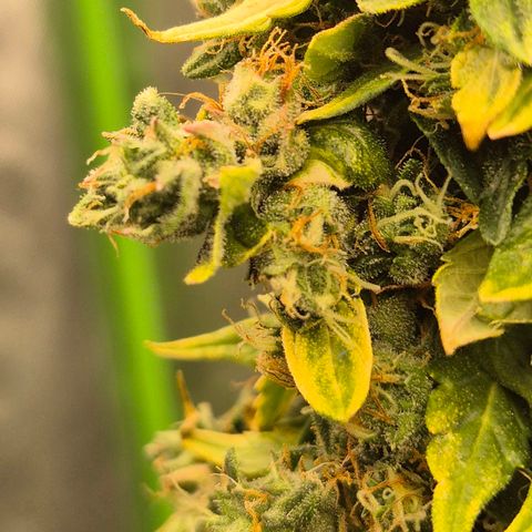 💚CHOCOLOPE 🍫 ☕️auto (56-63 BT) growlog timeline photo