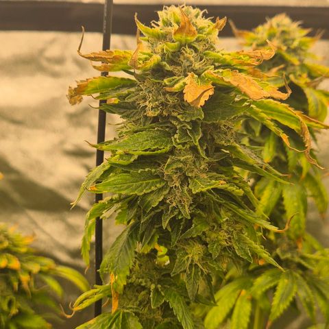💚Bubba kush 🦝 (56-63 BT) growlog timeline photo