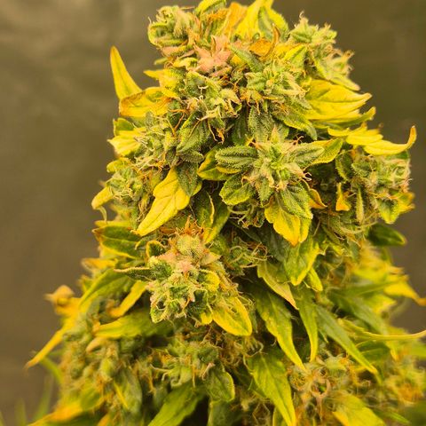 💚CHOCOLOPE 🍫 ☕️auto (56-63 BT) growlog photo: 💚