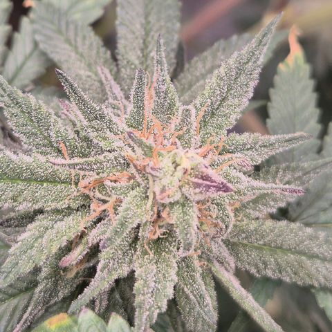 Mimosa evo stecki  🍊🍋🍍 (65-70bt) growlog timeline photo