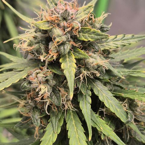 💚CHOCOLOPE 🍫 ☕️auto (56-63 BT) growlog timeline photo