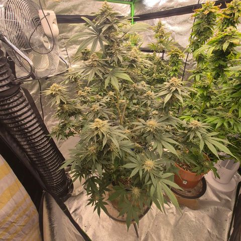 Mimosa evo stecki  🍊🍋🍍 (65-70bt) growlog timeline photo