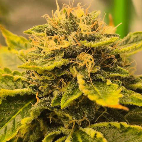 💚Bubba kush 🦝 (56-63 BT) growlog timeline photo