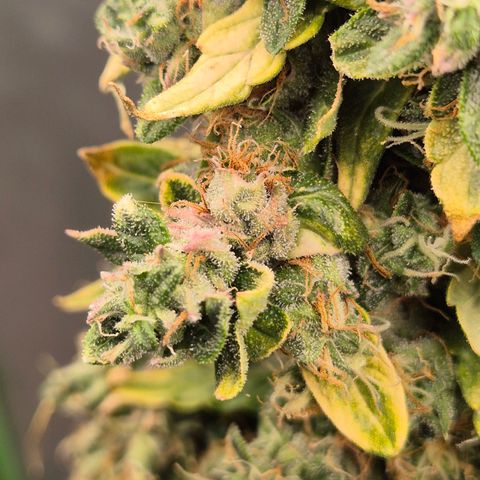 💚CHOCOLOPE 🍫 ☕️auto (56-63 BT) growlog timeline photo