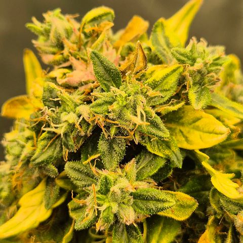 💚CHOCOLOPE 🍫 ☕️auto (56-63 BT) growlog timeline photo