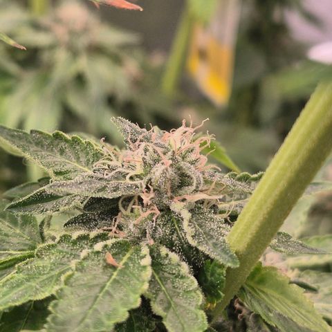 💚Bubba kush 🦝 (56-63 BT) growlog timeline photo