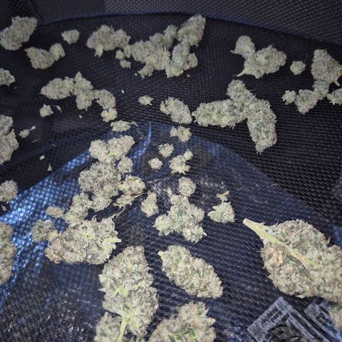 ICE 💚🧊 (63-70bt) growlog timeline photo