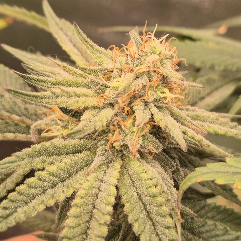 Tangerine dream 🌴 (60-65bt)  growlog timeline photo