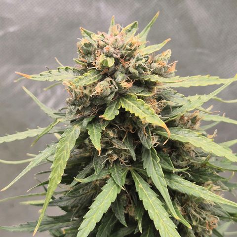 💚CHOCOLOPE 🍫 ☕️auto (56-63 BT) growlog timeline photo