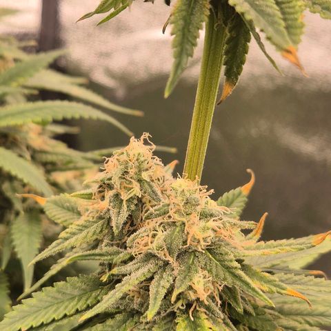 Tangerine dream 🌴 (60-65bt)  growlog timeline photo