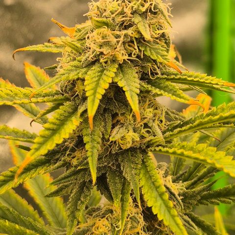 Tangerine dream 🌴 (60-65bt)  growlog timeline photo